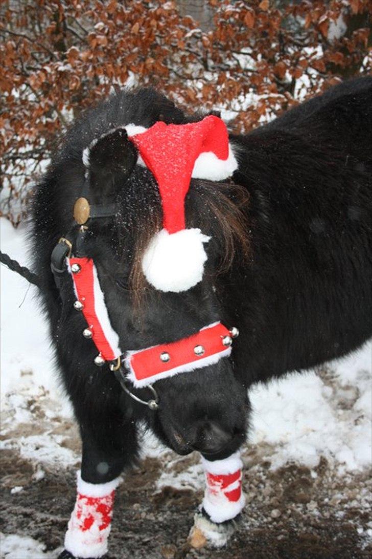 Shetlænder Camkar's Pixie - Når det er jul skal der sendes julekort, og Pixie sendte selvfølgelig også en masse med et billede af hende :)  billede 12