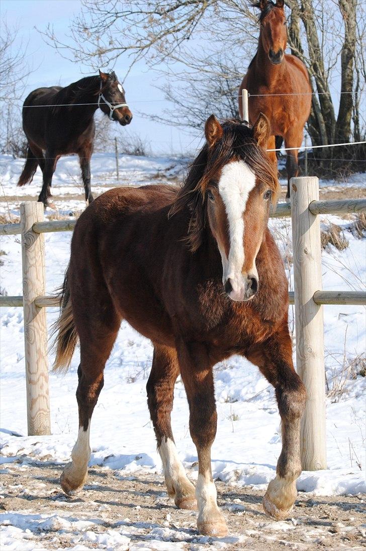 Welsh Cob (sec D) Stensgårds Tristan billede 15