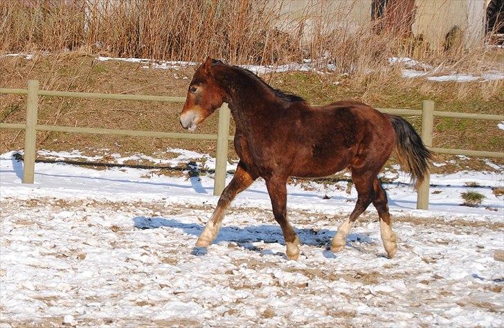 Welsh Cob (sec D) Stensgårds Tristan billede 16