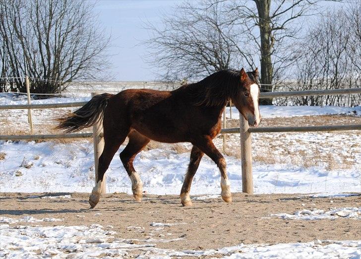 Welsh Cob (sec D) Stensgårds Tristan billede 17