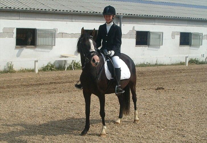 Anden særlig race Columbine  - 2006, Rytterlejr. (Lige fået føl, derfor maven :)) billede 18