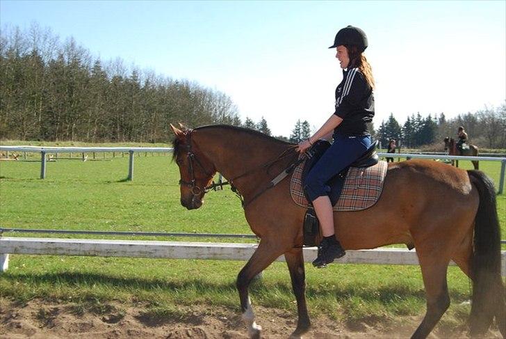 Anden særlig race Domino  - Rytter: Christine sønderup Foto: Iben skou billede 9