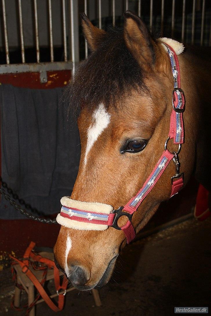 Belgisk Sportspony Icara <3 - Velkommen til denne fantastiske ponys profil.<3 billede 1