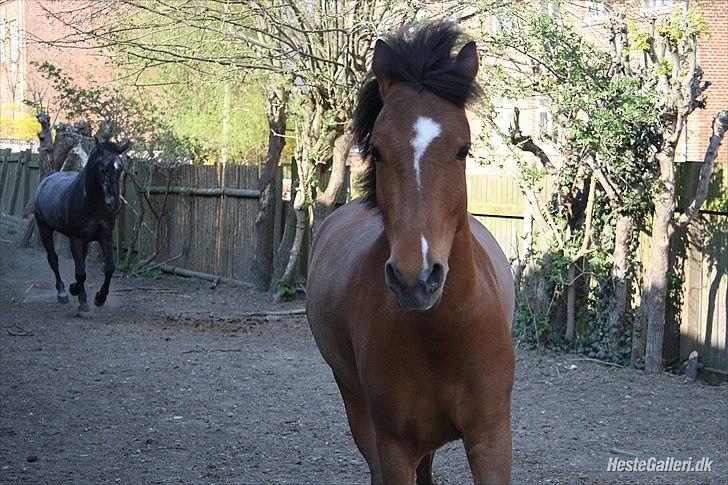 Belgisk Sportspony Icara <3 - Min smukke vild pony på fold.<3 billede 3