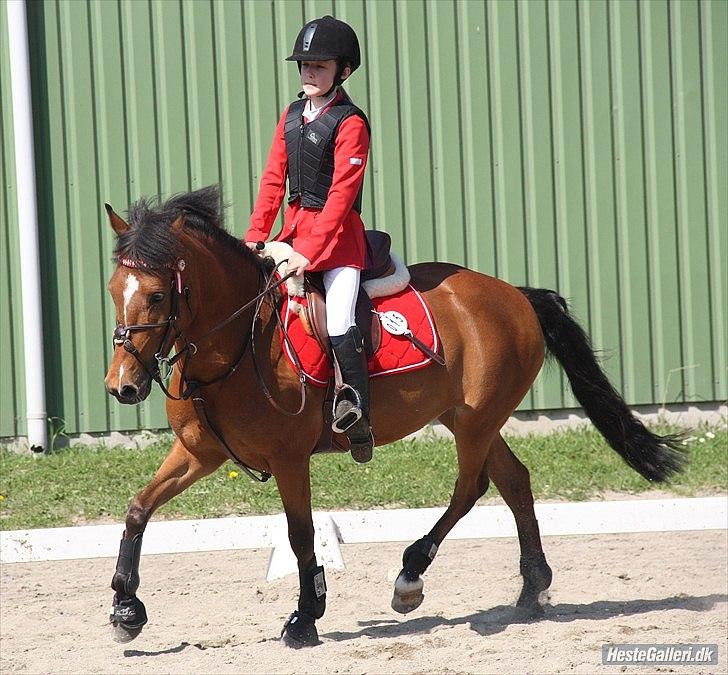 Belgisk Sportspony Icara <3 - Min smukke spring pony!<3 opvarmning i Slagelse:) Foto: Lucia <3 billede 4