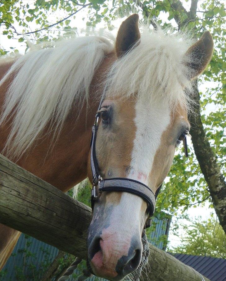 Haflinger mustang(rideskolehest) - 1) træning 05-05-2011 
foto: mig billede 1