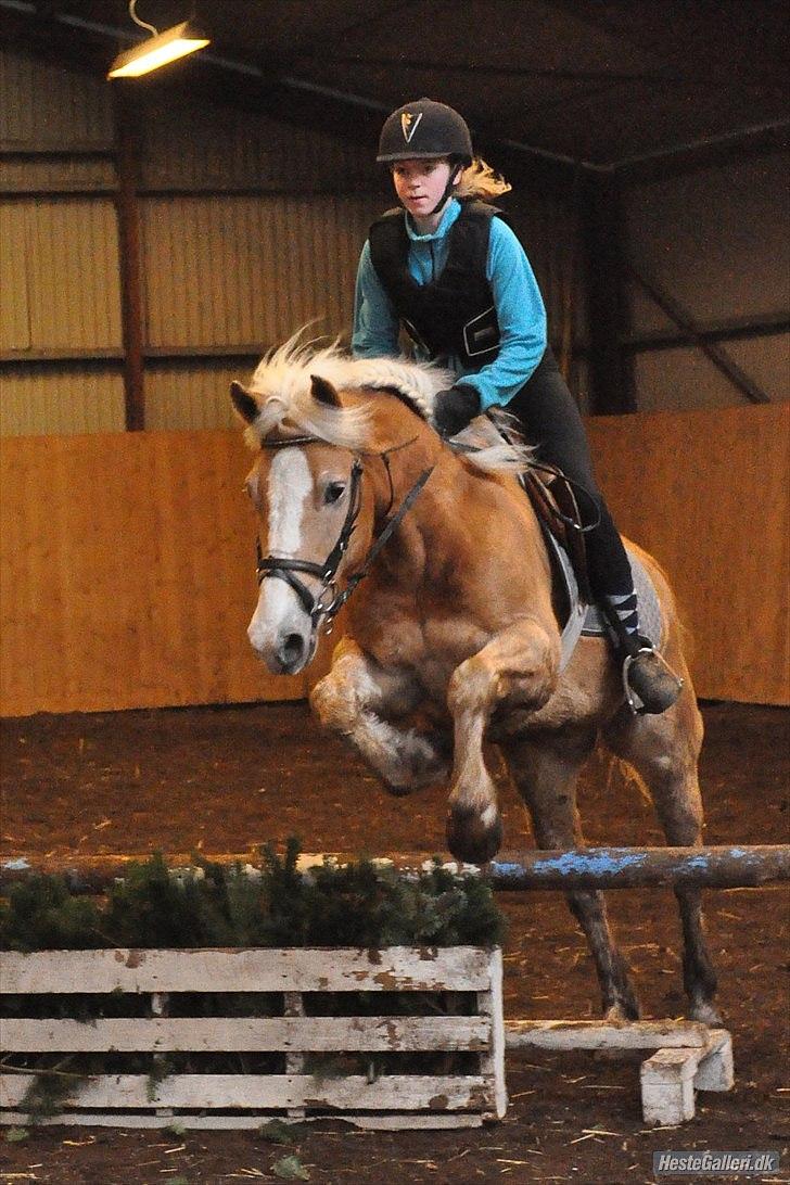 Haflinger mustang(rideskolehest) - 2) spring træning d. 05-03/2011 
foto: mille (; billede 2