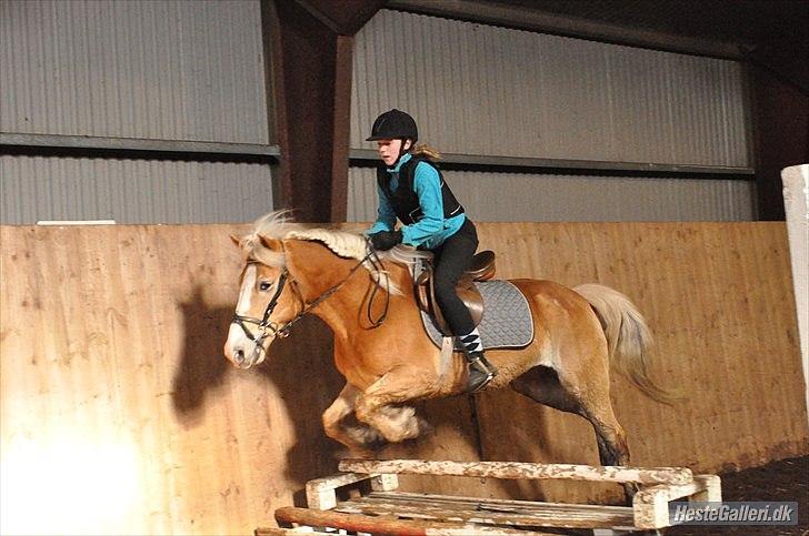 Haflinger mustang(rideskolehest) - 4) spring træning d. 05-03/2011
foto: mille (; billede 4