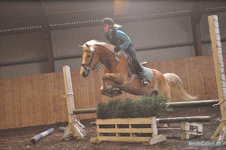 Haflinger mustang(rideskolehest) - 6) spring træning d. 05-03/2011 
foto: mille (; billede 6