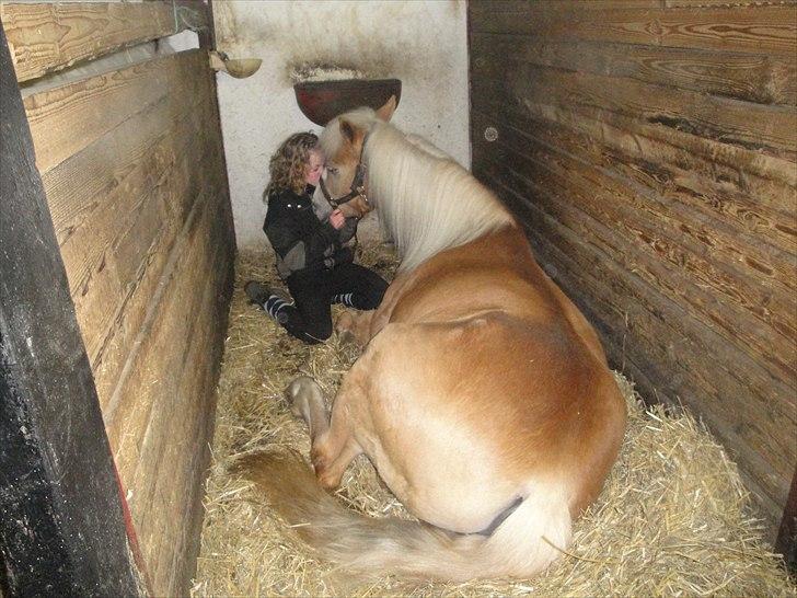Haflinger mustang(rideskolehest) - 7) ridning d. 03-03/2011  
foto: rosa:D billede 7