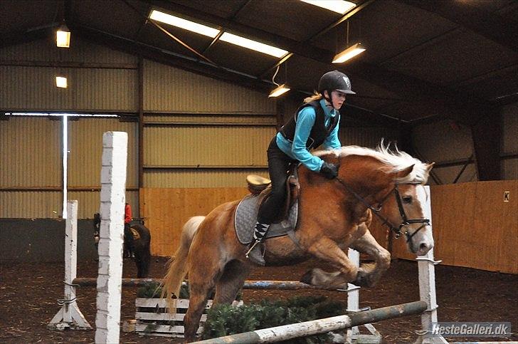 Haflinger mustang(rideskolehest) - 8) spring træning d. 05-03/2011 
foto: mille (; billede 8