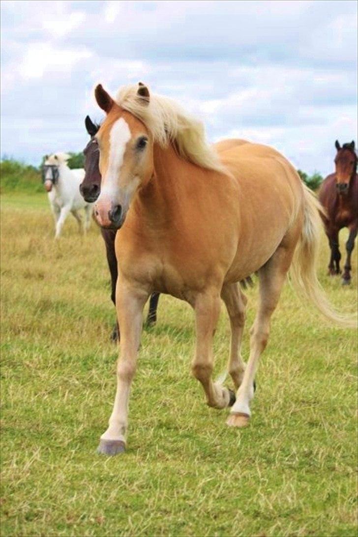 Haflinger mustang(rideskolehest) - 9) smukke mustang! 
foto: ida:) billede 9