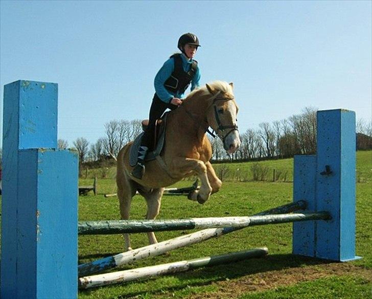 Haflinger mustang(rideskolehest) - 10) første spring træning ude d. 10-04-2011 
foto: tenna:) billede 10