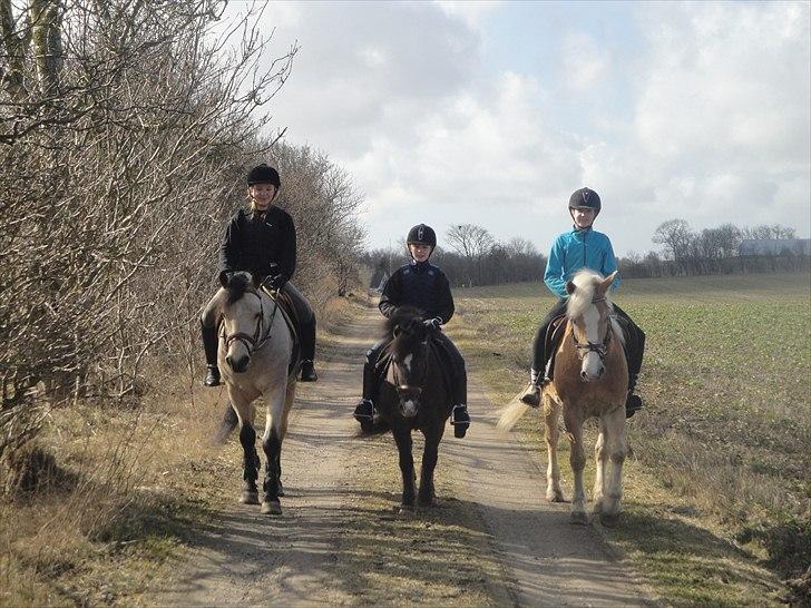 Haflinger mustang(rideskolehest) - 11) tur (; 
foto: maja ;) billede 11