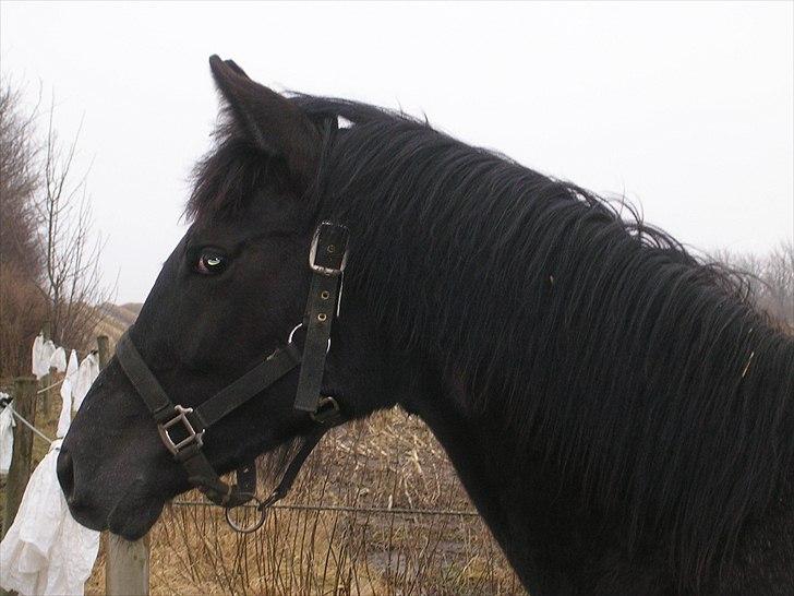 Dansk Varmblod Landianos-ø - Første dag på fold her. 10 mdr billede 2