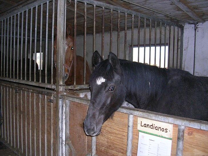 Dansk Varmblod Landianos-ø - 10 mdr billede 3