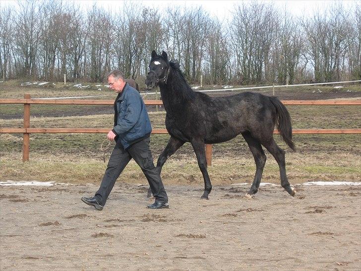 Dansk Varmblod Landianos-ø - Taget da jeg var nede og se ham  billede 4