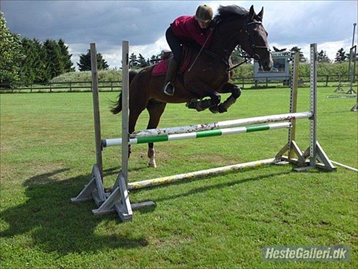 Dansk Varmblod Åbygaards Farouq - Farouq der springer med Camilla :) billede 12