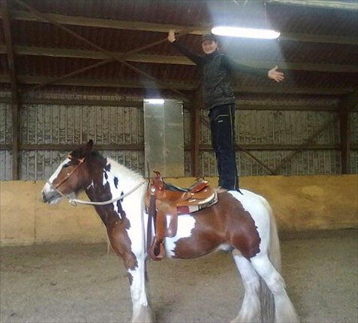 Irish Cob Holm´s Silas of Picasso - marts 2011 - står på Silas billede 14