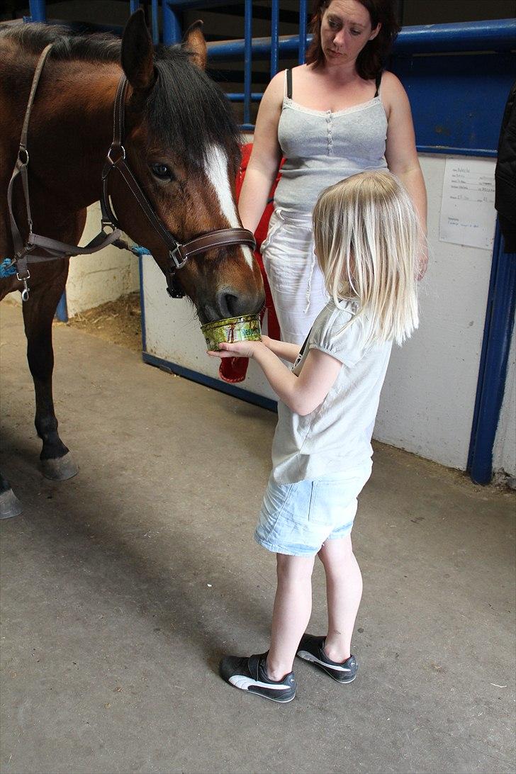 New Forest VESTERGAARDS KICK AND RUN - Foto: Mig billede 4