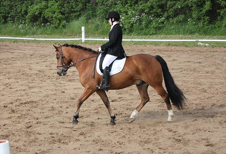 New Forest VESTERGAARDS KICK AND RUN - Spjald 2011, LD1 :-) Foto: Anders Damgaard Jensen m. mit kamera billede 6