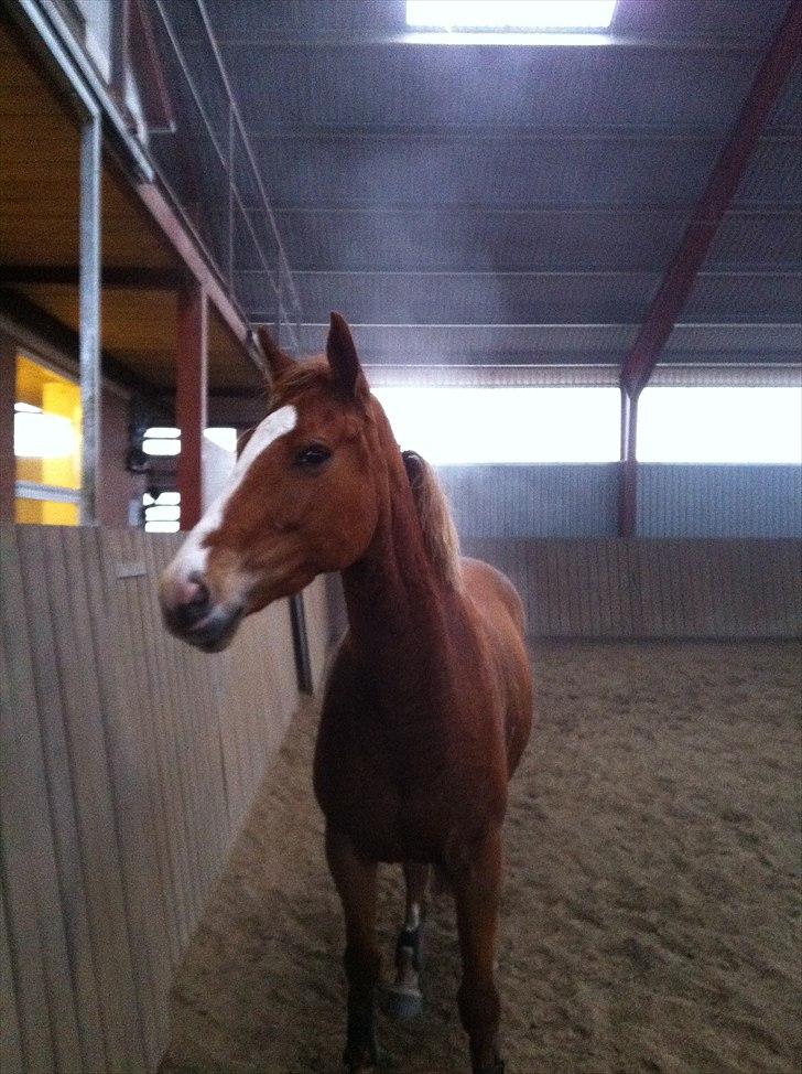 Dansk Varmblod Gerding's Tatiana  - Smukke hesten :-) billede 2