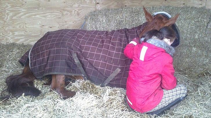 Dansk Varmblod Bækgårdens Amazing SOLGT billede 16