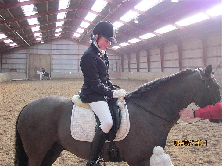 Welsh Cob (sec D) Fronerthig Delyn Du billede 7