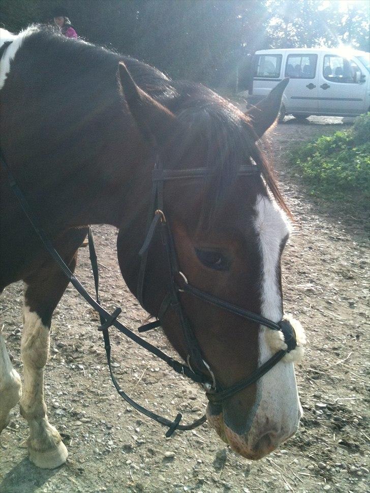 Pinto Manse<3 - Velkommen til min profil! her står jeg og nyder solen!<3 efter en ridetur på udendørs banen billede 1