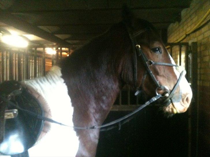 Pinto Manse<3 - Endelig kan jeg komme ind i min boks og få alt det er ulækre ting af mit hovede og ryg! billede 2