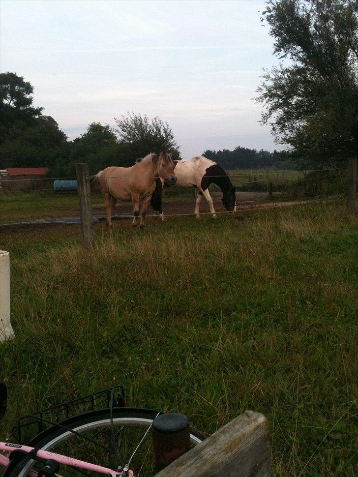 Pinto Manse<3 - Folden med min kammerat Basse :D billede 3