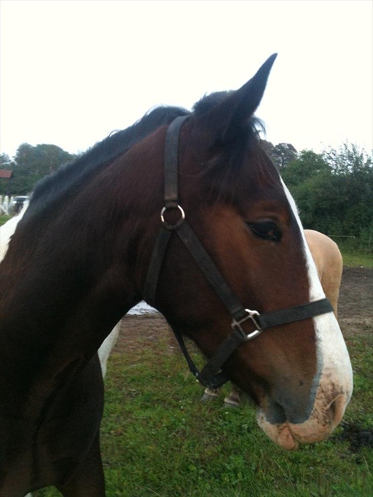 Pinto Manse<3 - Er jeg ikke bare smuk!!? billede 4