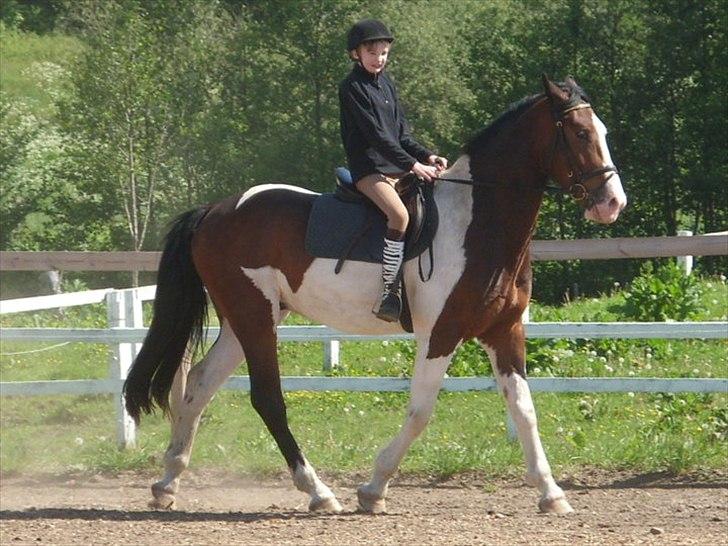 Pinto Manse<3 - her traver jeg :D billede 7