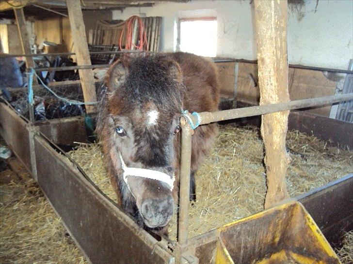 Anden særlig race Prins billede 6