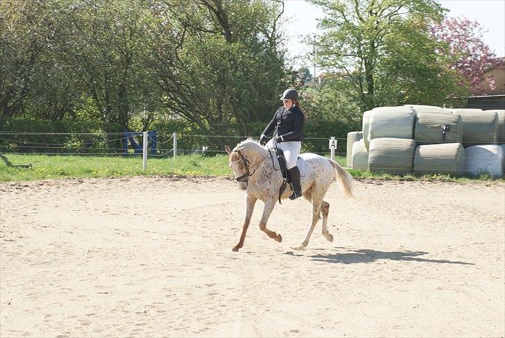 Anden særlig race Skonhøjs Murinho - Plet til elevstævne i Lc1, hvor han gik med over 60 % billede 8