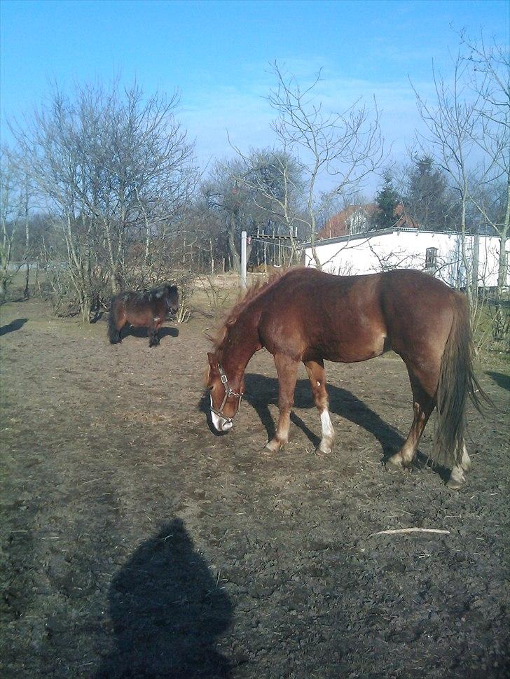 Anden særlig race Prins billede 1