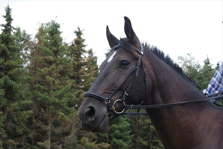 Oldenborg Noir  |Sorte| - Sorte viser sig frem :) Smukke dreng!  billede 7