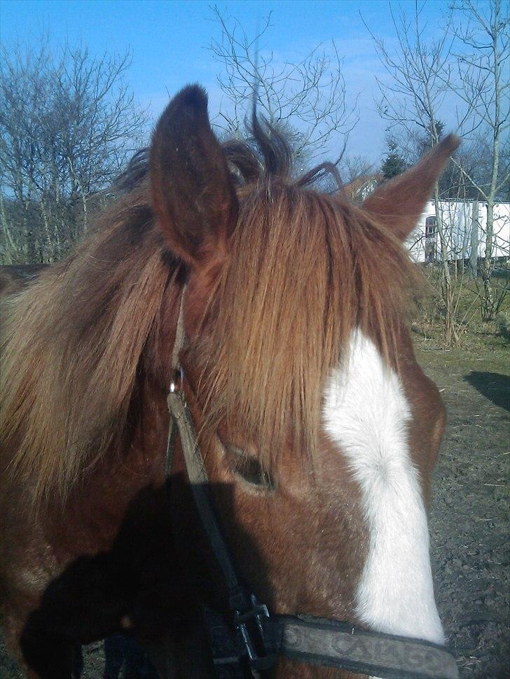 Anden særlig race Prins - Jeg vil altså snakke billede 2