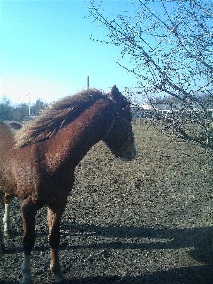 Anden særlig race Prins - Sikke en blæst billede 3