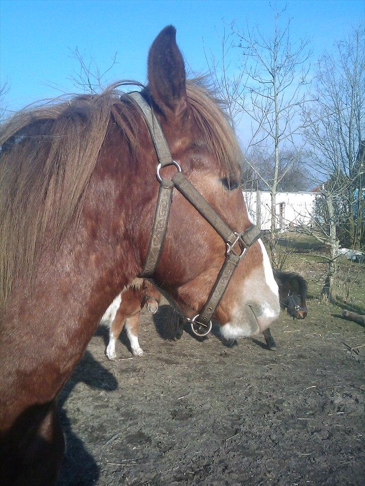 Anden særlig race Prins billede 4