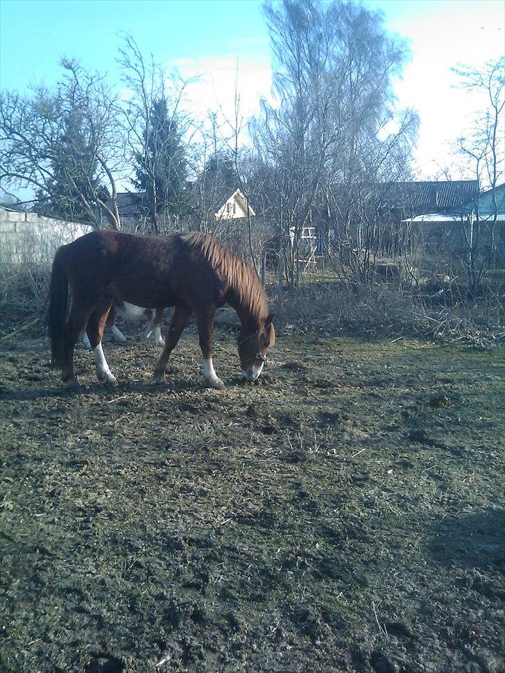 Anden særlig race Prins - Tid til at spise billede 5