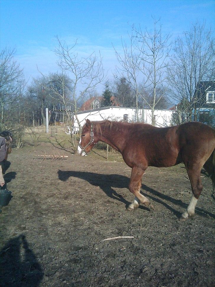Anden særlig race Prins billede 6