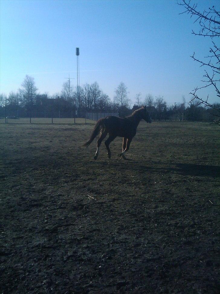 Anden særlig race Prins - Hvor er det skønt billede 7