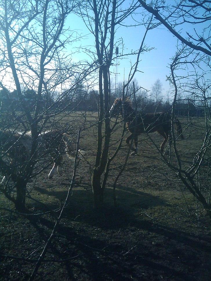 Anden særlig race Prins - Ha ha, du kan ikke nå mig billede 8