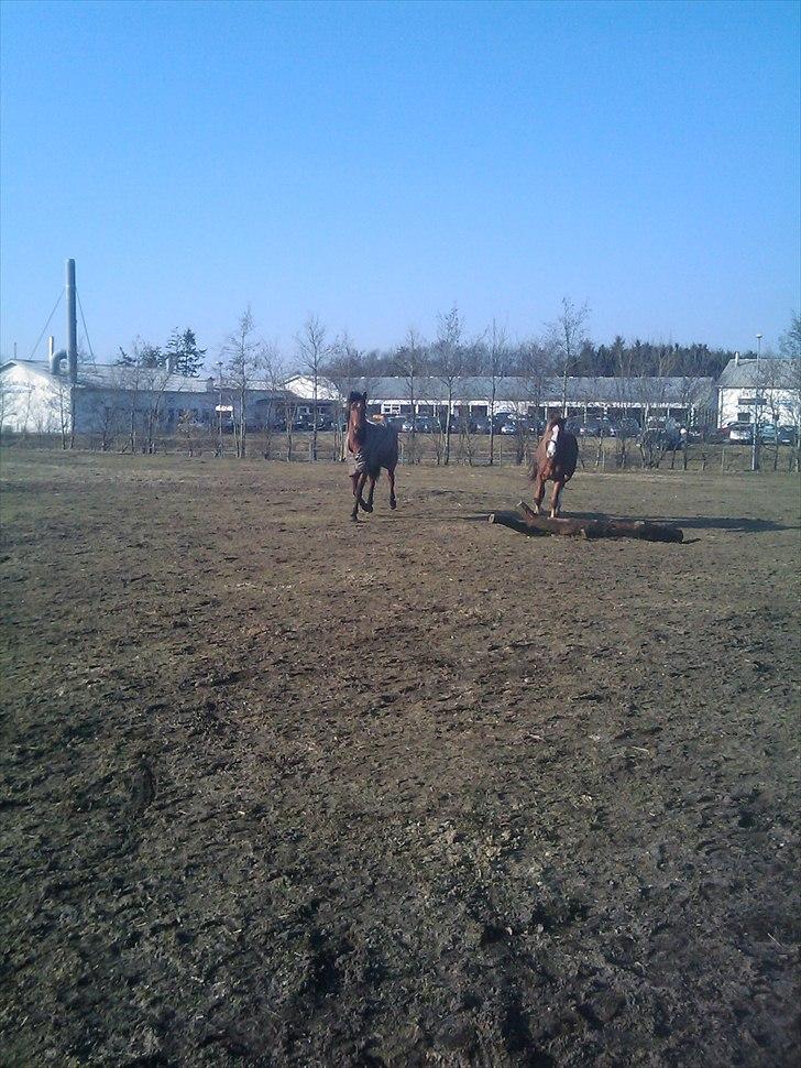 Anden særlig race Prins - Jubii, jeg leger med Aston billede 9