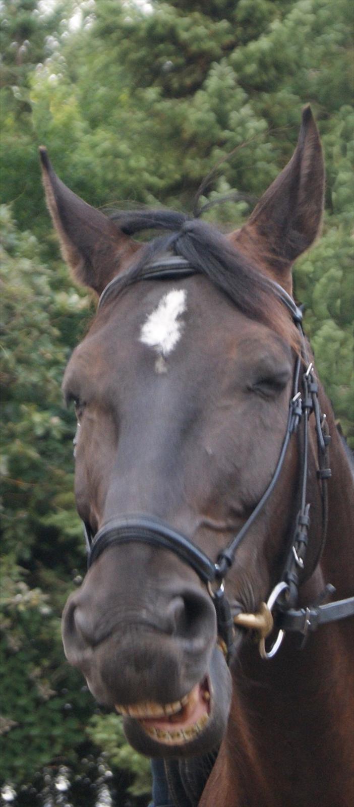 Oldenborg Noir  |Sorte| - HeHe Sorte viser hvor smuk han kan se ud. billede 8