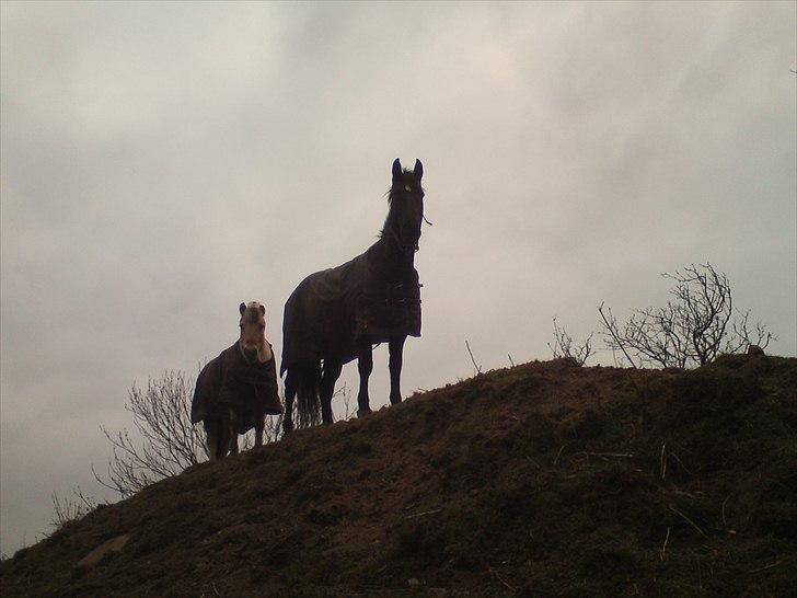 Oldenborg Noir  |Sorte| - Bassen har besteget bjerget :D  billede 9