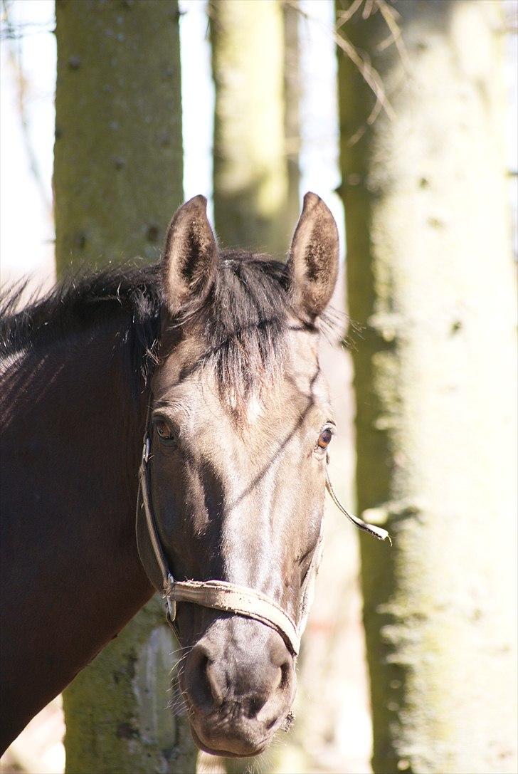Oldenborg Noir  |Sorte| - Smukke drengen <3 billede 10