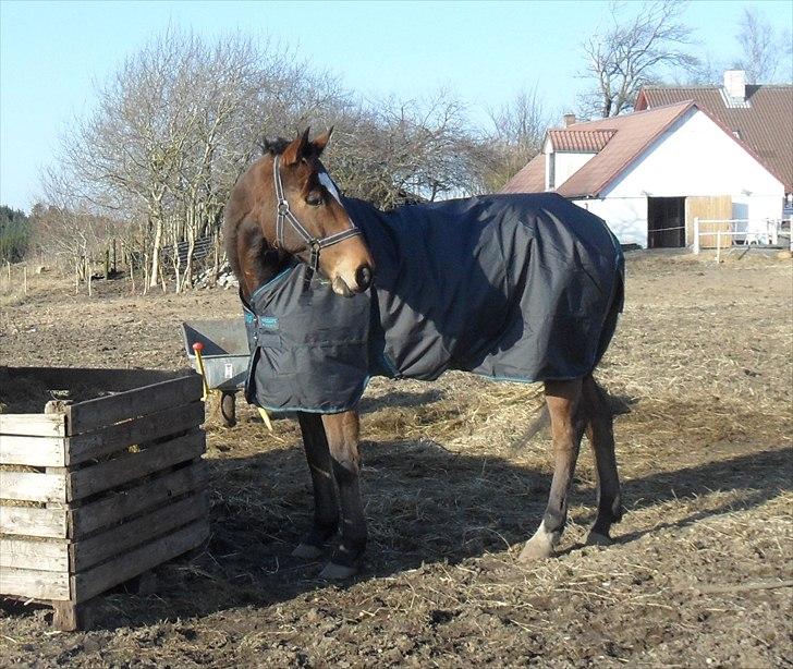 Fuldblod (XX) Perfectionist *R.I.P* - Peffen hygger ved høkassen... billede 10