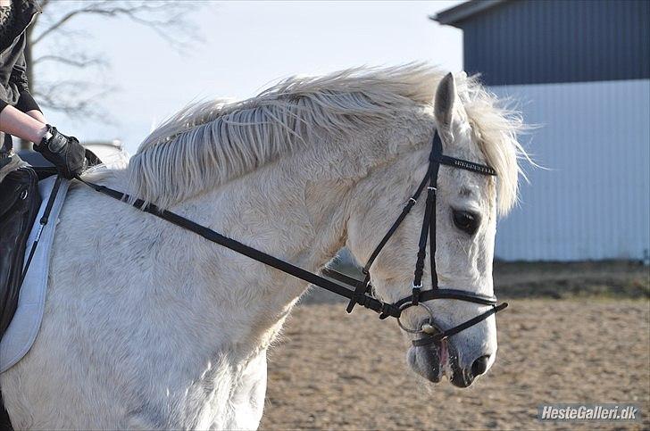 Holstener Calina billede 5